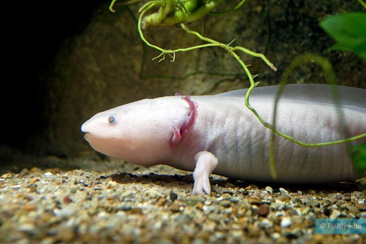 Ambystoma mexicanum