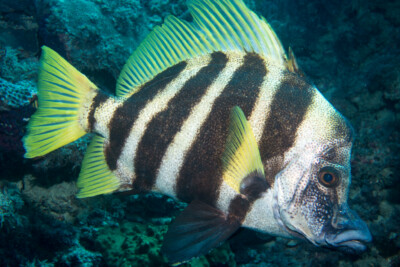 Evistias acutirostris Pentacerotidae