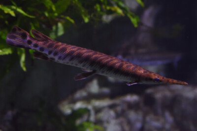 shortnose gar Espèce : shortnose gar