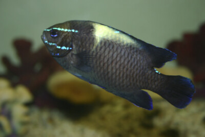 demoiselle de Java Pomacentridae