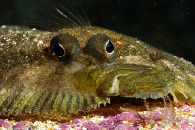 topknot Scophthalmidae