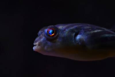 Tetraodon lineatus Tetraodontidae