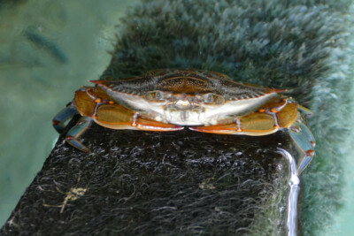 Callinectes sapidus Portunidae