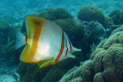 Chelmon marginalis Chaetodontidae