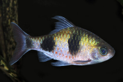 aruli barb Espèce : aruli barb