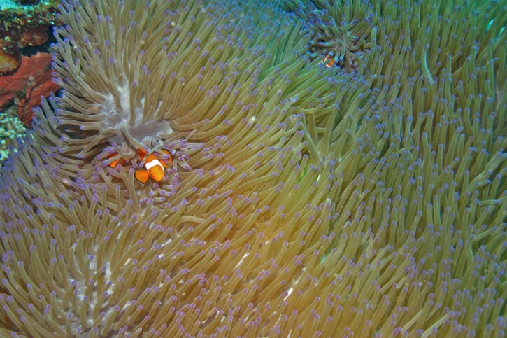 Heteractis magnifica - magnificent sea anemone