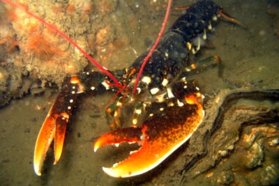 Espèce : Homarus gammarus