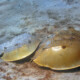 picture of Limulus polyphemus