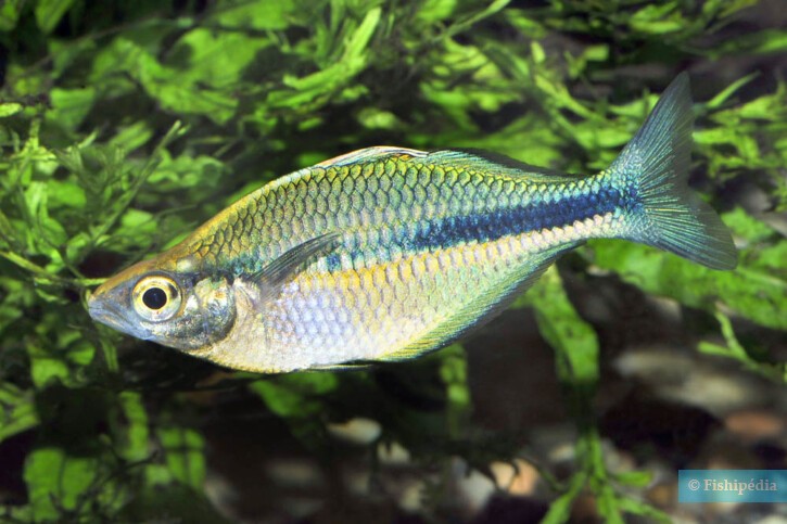 Melanotaenia lacustris • Fish sheet