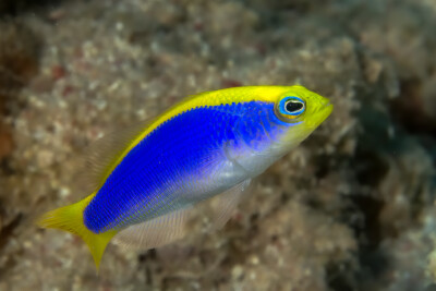 sunrise dottyback Pseudochromidae