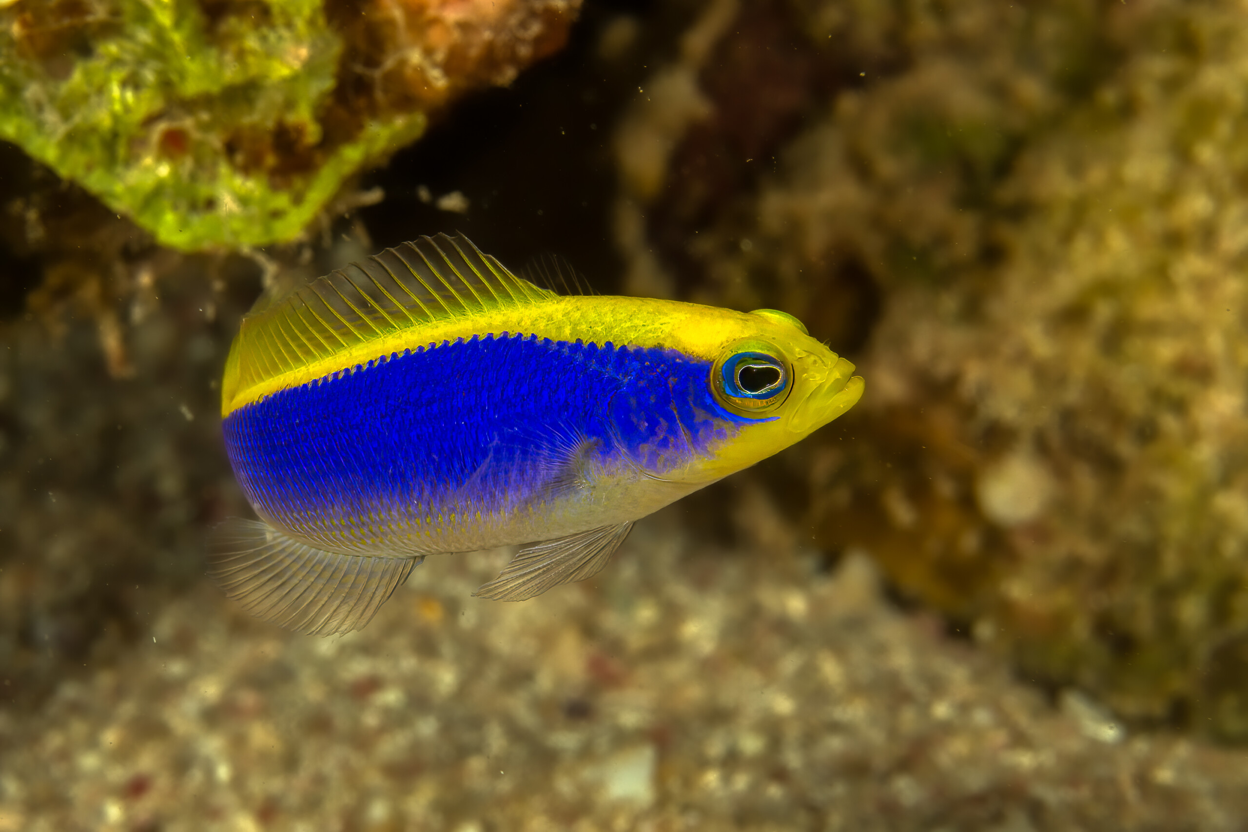 Pseudochromis