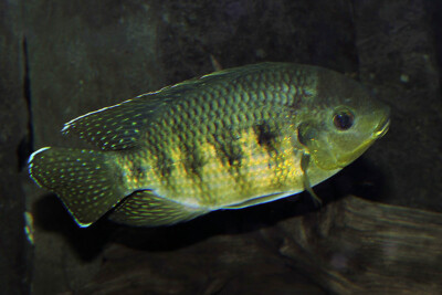 tilapia à cinq bandes Cichlidae