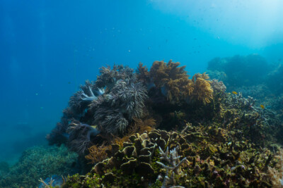 Sinularia flexibilis Alcyoniidae