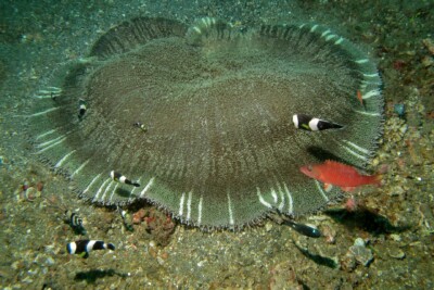 anémone carpette stichodactylidae