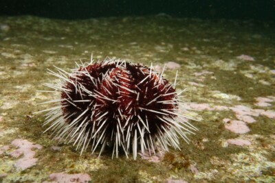 Espèce : Tripneustes gratilla