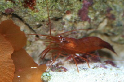 peppermint shrimp Lysmatidae