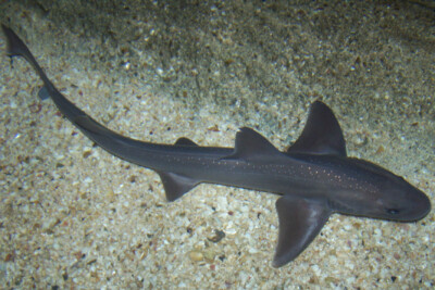 émissole lisse Triakidae