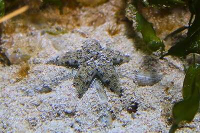 common sea star archasteridae