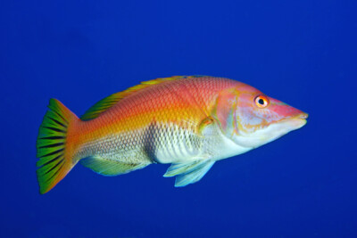 pourceau barré Labridae