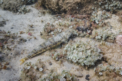 poisson lézard rayé Synodontidae