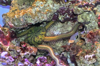 Ophiarachna incrassata Ophiomyxidae