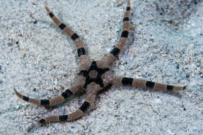 ophiure à annelures pourpres Ophiolepididae