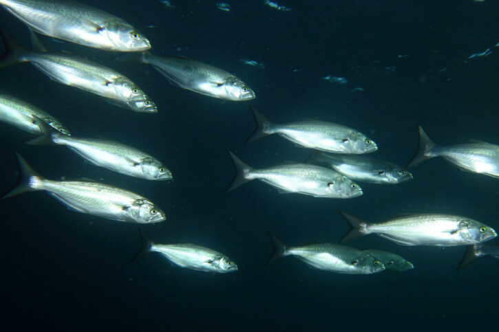 Pomatomus saltatrix - bluefish