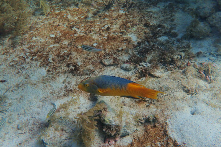 Bodianus rufus - spanish hogfish