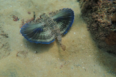 grondin volant Dactylopteridae