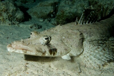 Papilloculiceps longiceps Platycephalidae