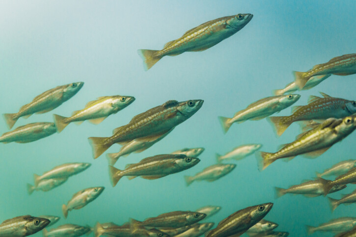 Pollachius pollachius - lieu jaune