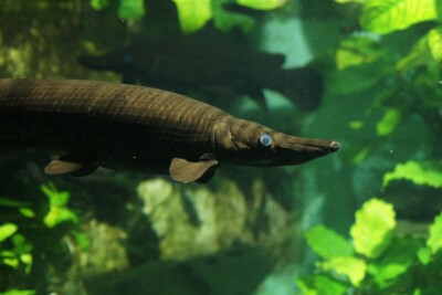 garpique alligator Lepisosteidae
