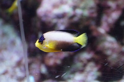 poisson-ange nain multicolore Pomacanthidae