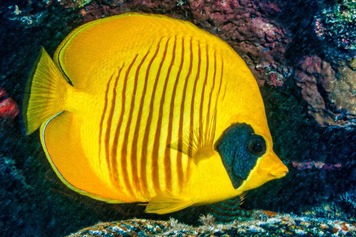 Chaetodon semilarvatus