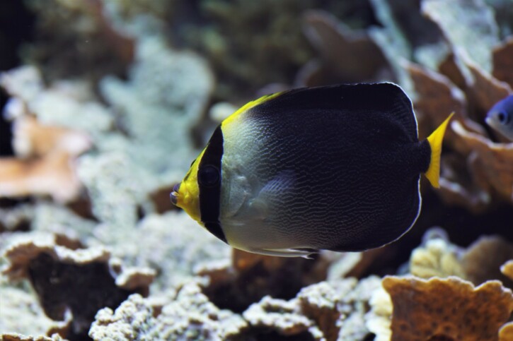 Chaetodontoplus mesoleucus - vermiculated angelfish