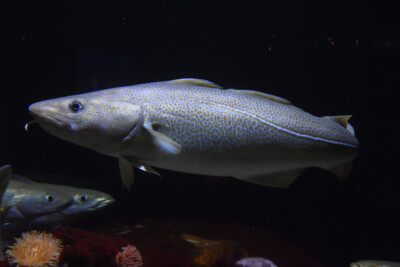 morue (cabillaud) Gadidae