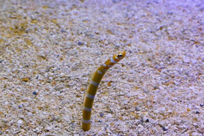 anguille de jardin splendide Congridae