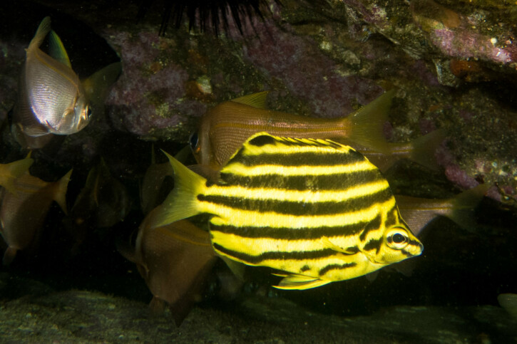 Microcanthus strigatus - stripey