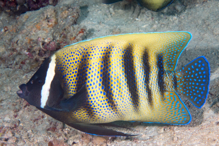 Pomacanthus sexstriatus