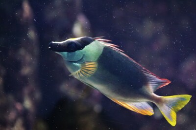 magnificent rabbitfish Siganidae