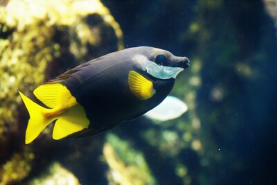 bicolored foxface Siganidae