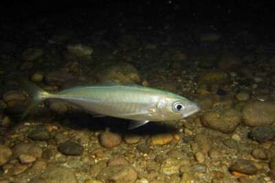 chinchard à queue jaune Carangidae