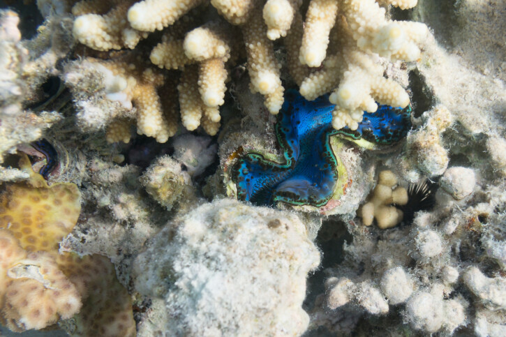 Tridacna maxima - elongate giant clam