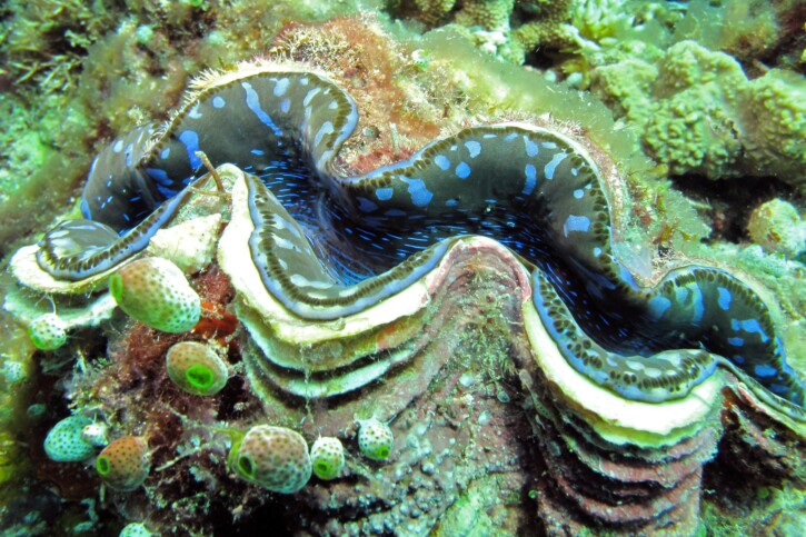 Tridacna maxima - elongate giant clam
