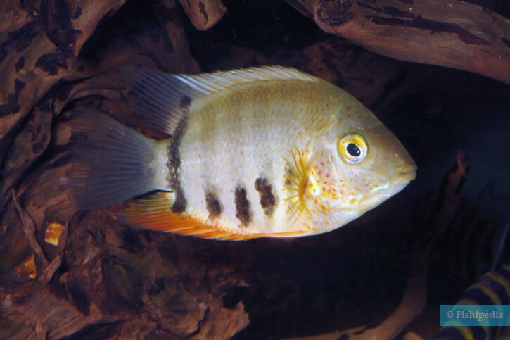 Heros efasciatus - severum cichlid