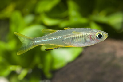 celebes rainbow Telmatherinidae