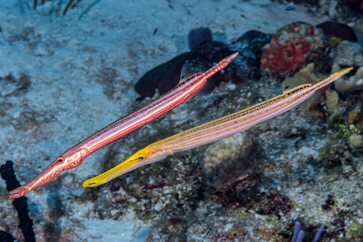 Aulostomus maculatus