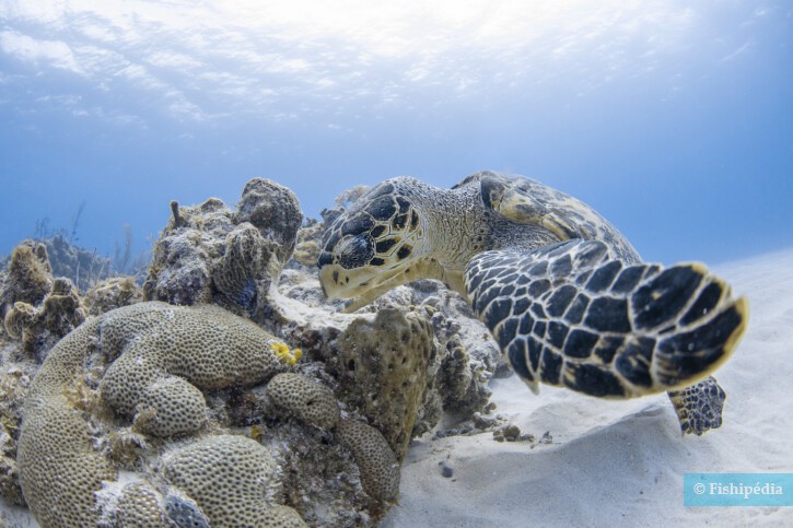 Eretmochelys imbricata