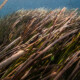 picture of Posidonia oceanica