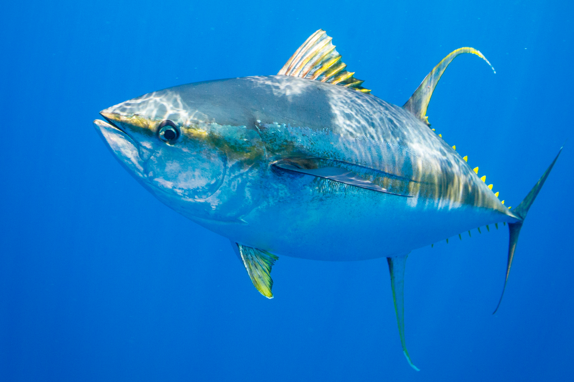 Yellowfin tuna • Thunnus albacares • Fish sheet